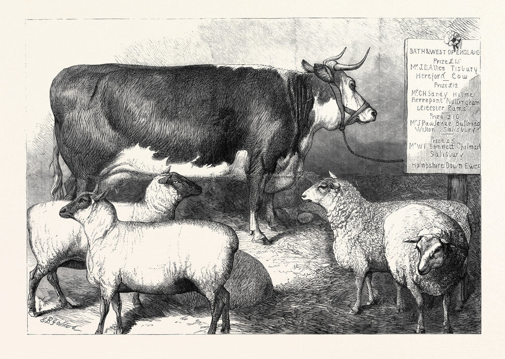 Detail of Prize Cow and Sheep at the Bath and West of England Agricultural Show Southampton 1869 by Anonymous
