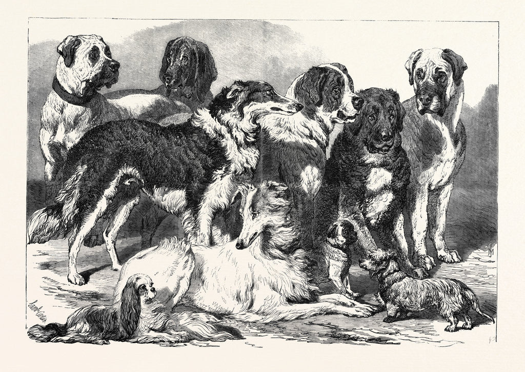 Prize Dogs in the National Dog Show at Islington London UK 1869 by Anonymous