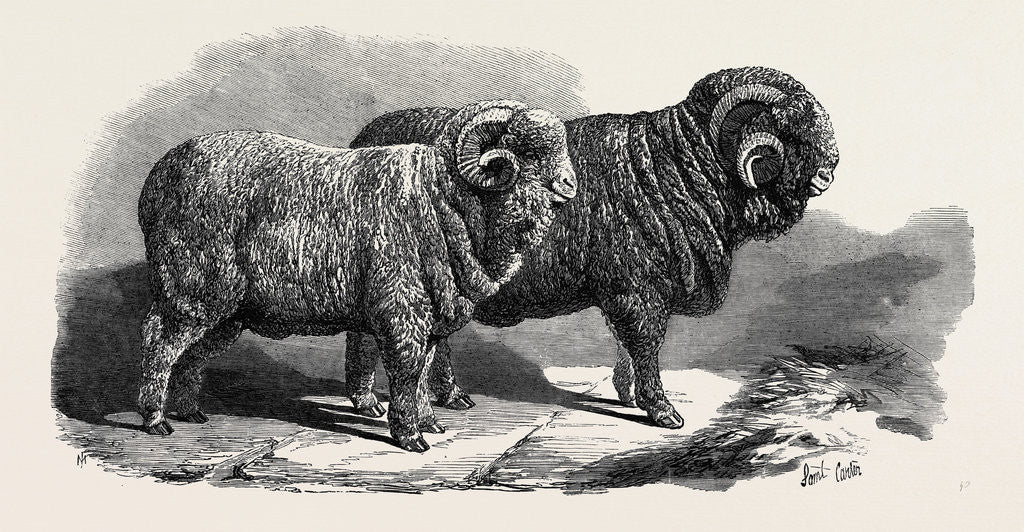 Detail of Pure Saxon Merino Rams Exhibited at Breslau 1869 by Anonymous