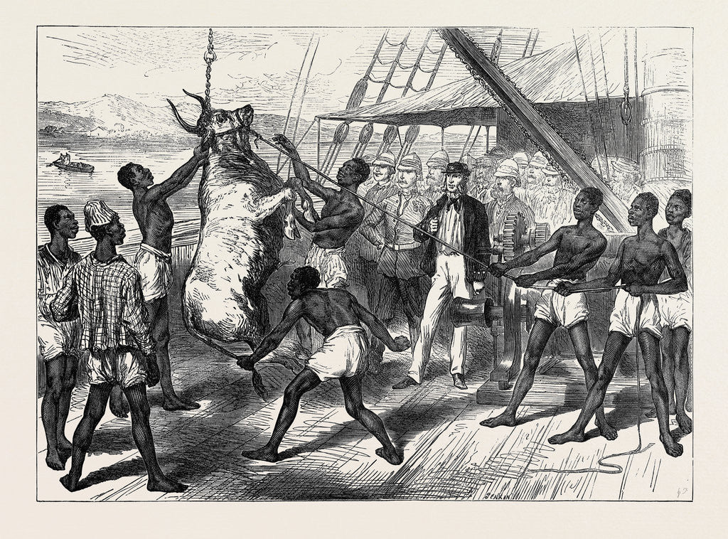 Detail of The Ashantee War: Shipping Bullocks at Sierra Leone for Cape Coast Castle 1874 by Anonymous