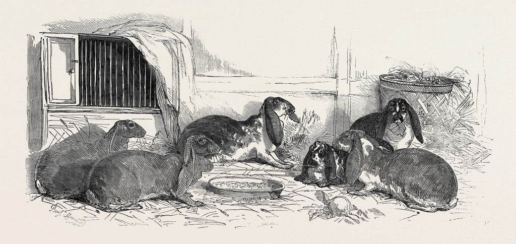 Detail of Show of the Metropolitan Fancy Rabbit Club by Anonymous