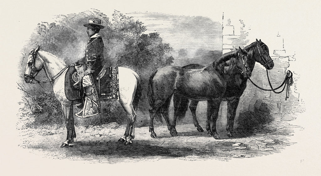 Detail of Mexican Ponies Presented to the Prince of Wales. by Anonymous
