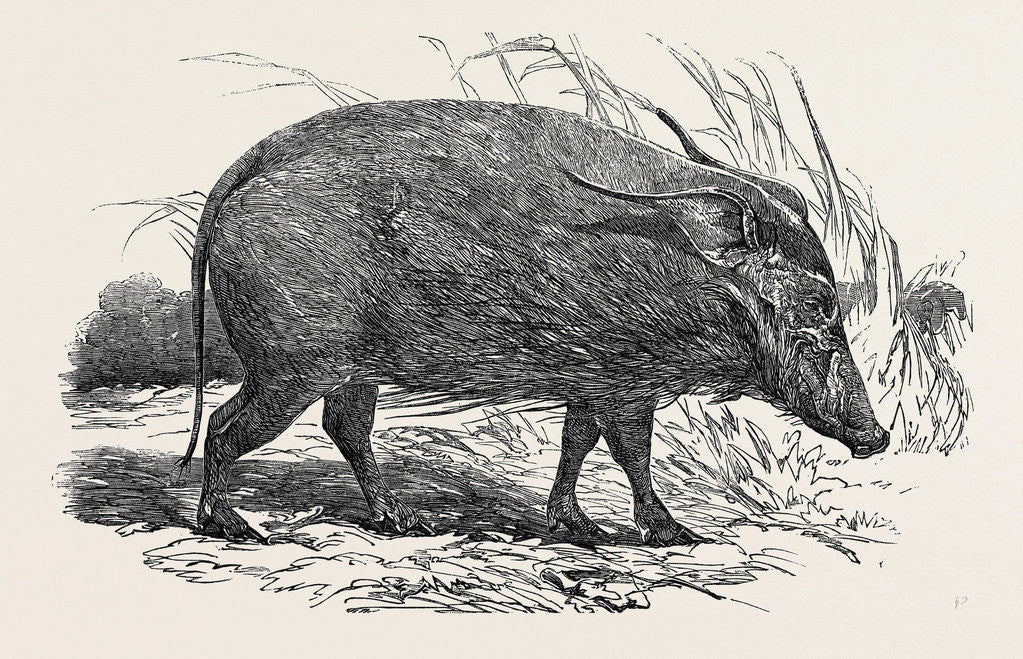 Detail of Choiropotamus, or Red Hog of the Cameroons, in the Gardens of the Zoological Society, Regent's Park, London by Anonymous