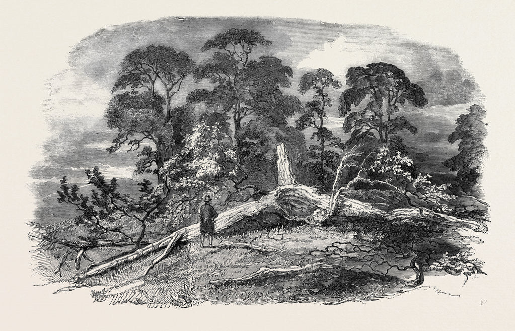 Detail of Oak Struck by Lightning in Westwood Park, Droitwich, 1852 by Anonymous
