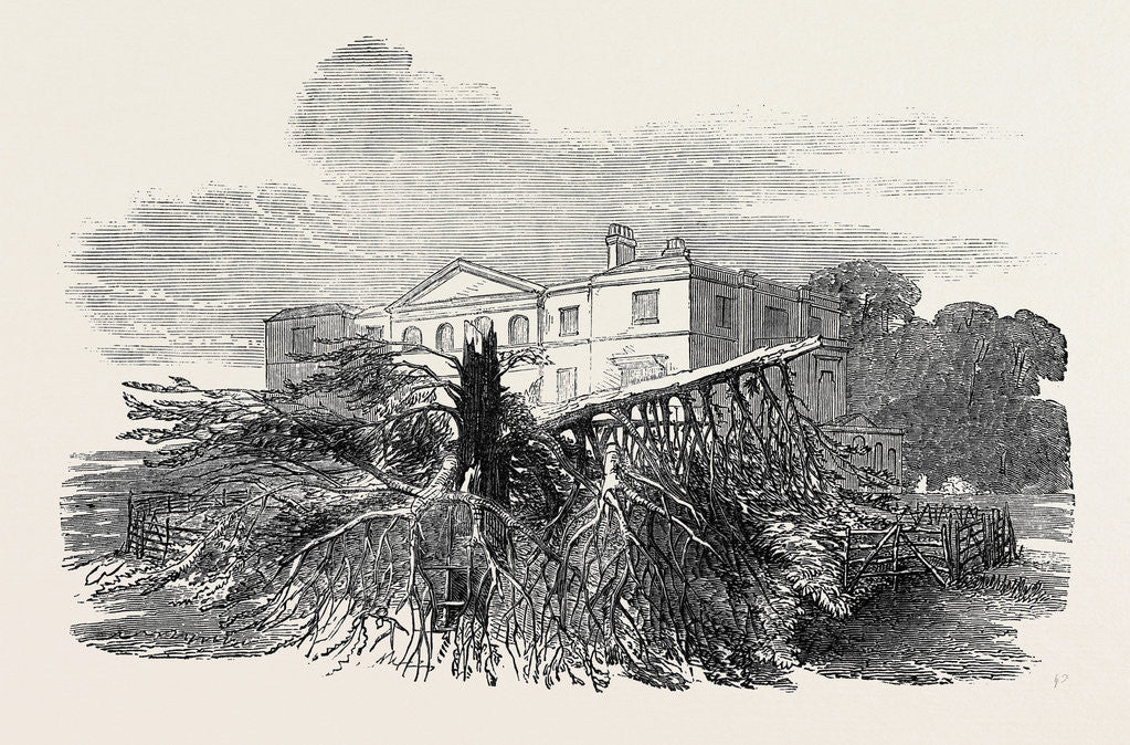 Detail of Cedar Struck by Lightning, at Henley-Upon-Thames, 1852 by Anonymous