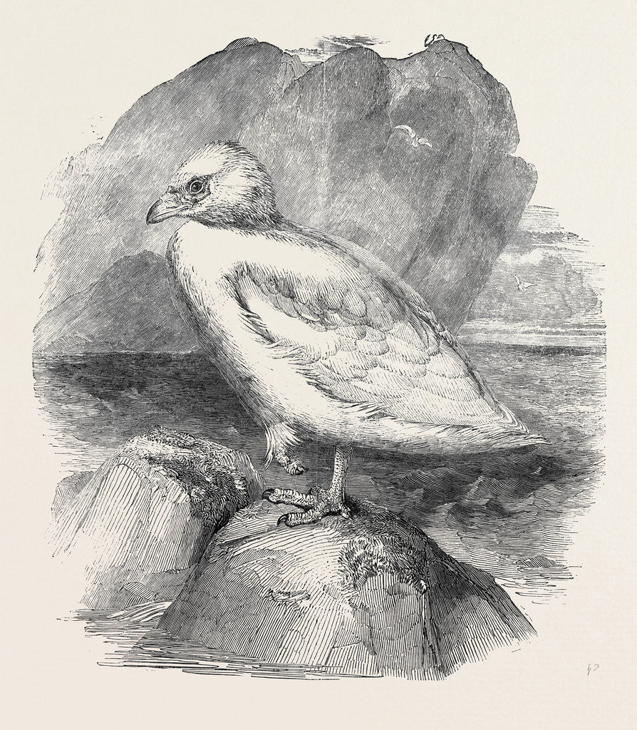 Detail of The Snowbird, in the Gardens of the Zoological Society by Anonymous