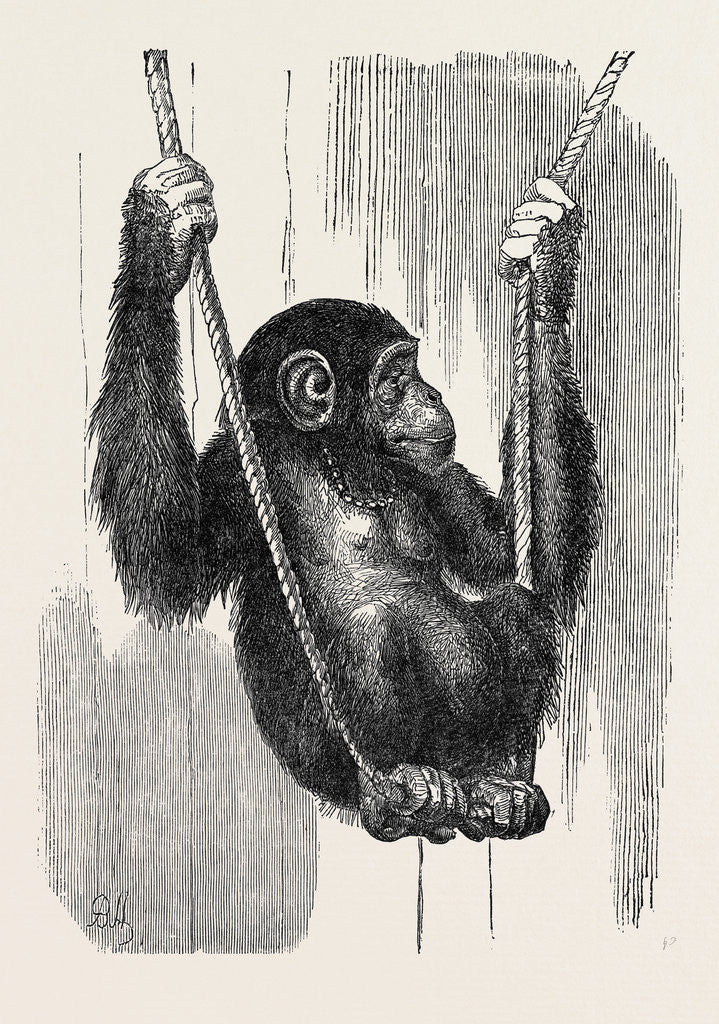 Detail of Chimpanzee, in the Gardens of the Zoological Society by Anonymous