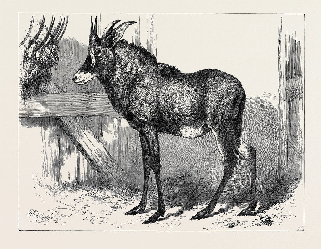 Detail of The Equine Antelope of Nubia in the Gardens of the Zoological Society London 1879 by Anonymous