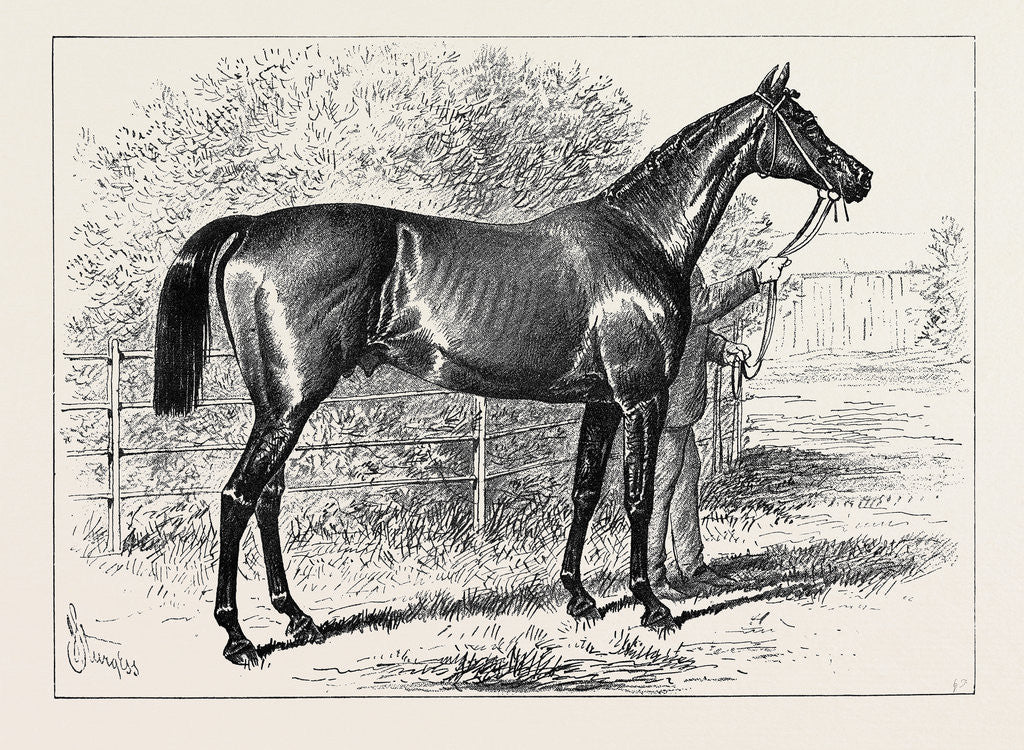 Detail of Isonomy Winner of the Ascot Cup 1879 by Anonymous
