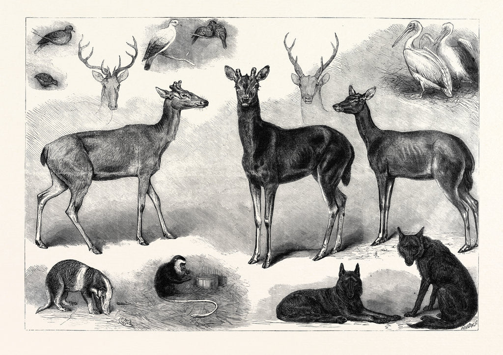 Detail of New Animals and Birds in the Zoological Society's Gardens Regent's Park London UK 1867 by Anonymous