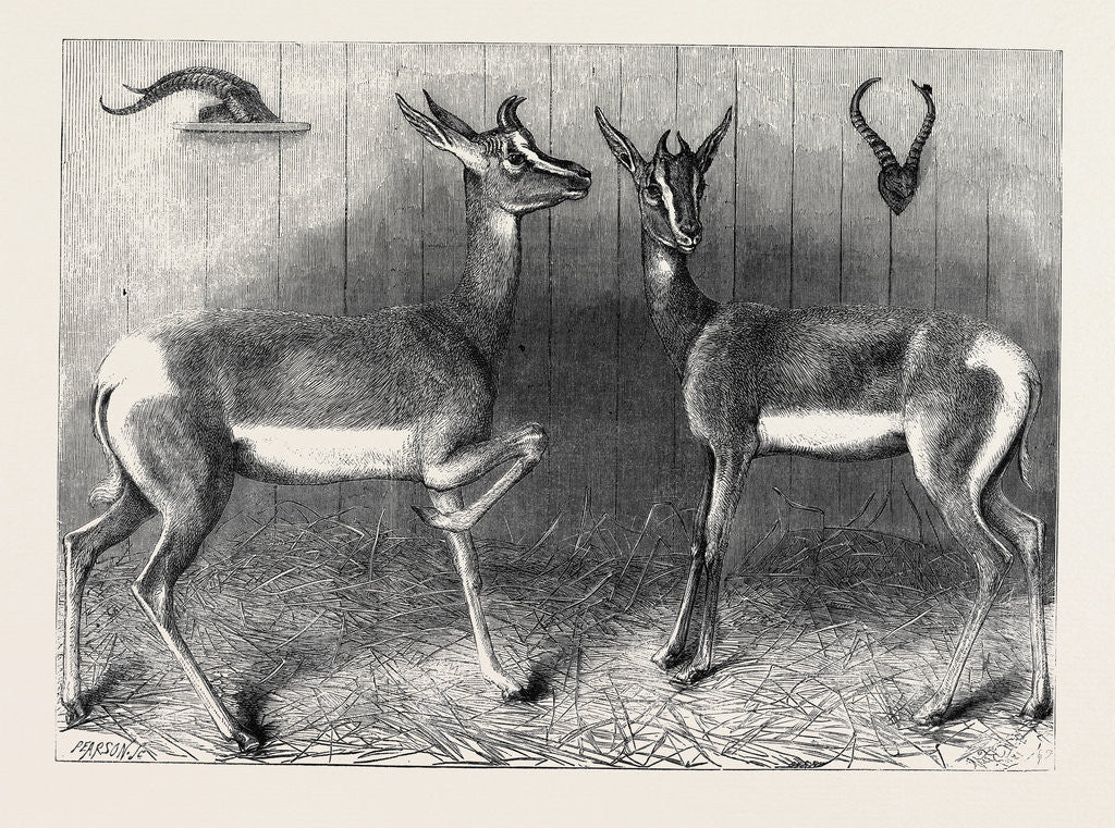 Detail of Antelopes from Soudan in the Gardens of the Zoological Society London UK by Anonymous