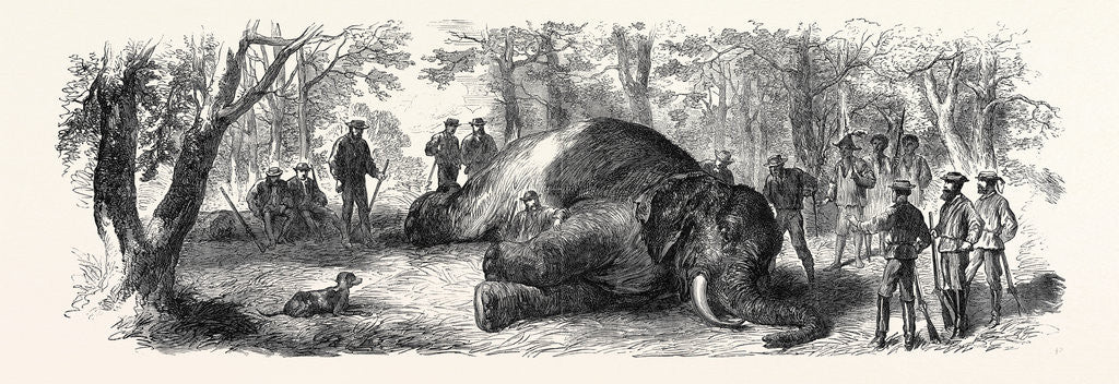 Detail of Measuring the Elephant Killed by the Duke of Edinburgh 1867 by Anonymous