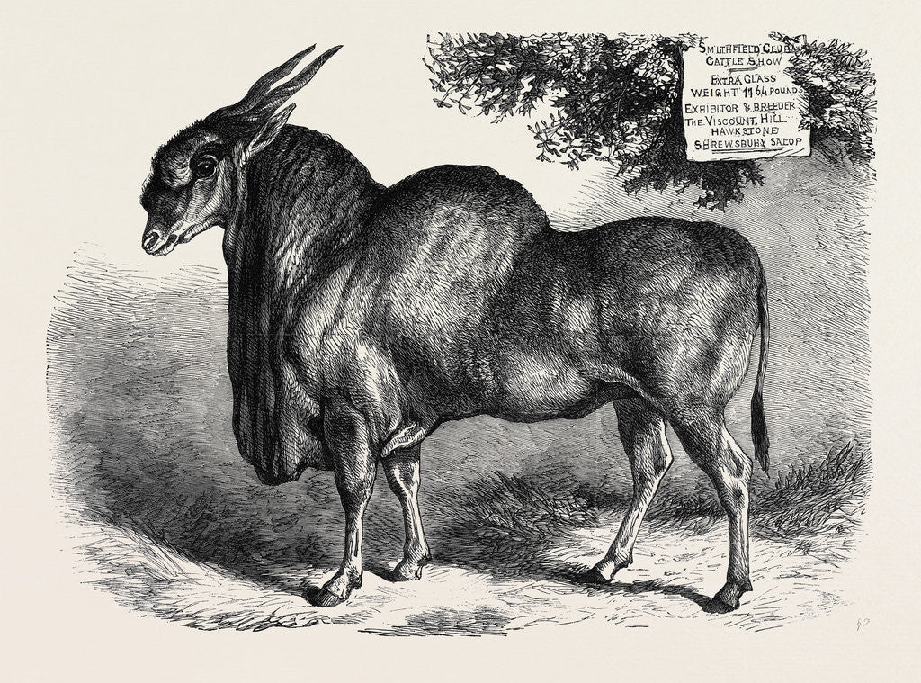 Detail of The Eland at the Smithfield Club Cattle Show 1867 by Anonymous