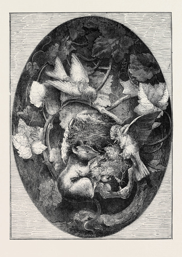 Detail of The International Exhibition: Linnets Defending Their Nest against a Dormouse, Modelled in Wax, 1862 by Anonymous