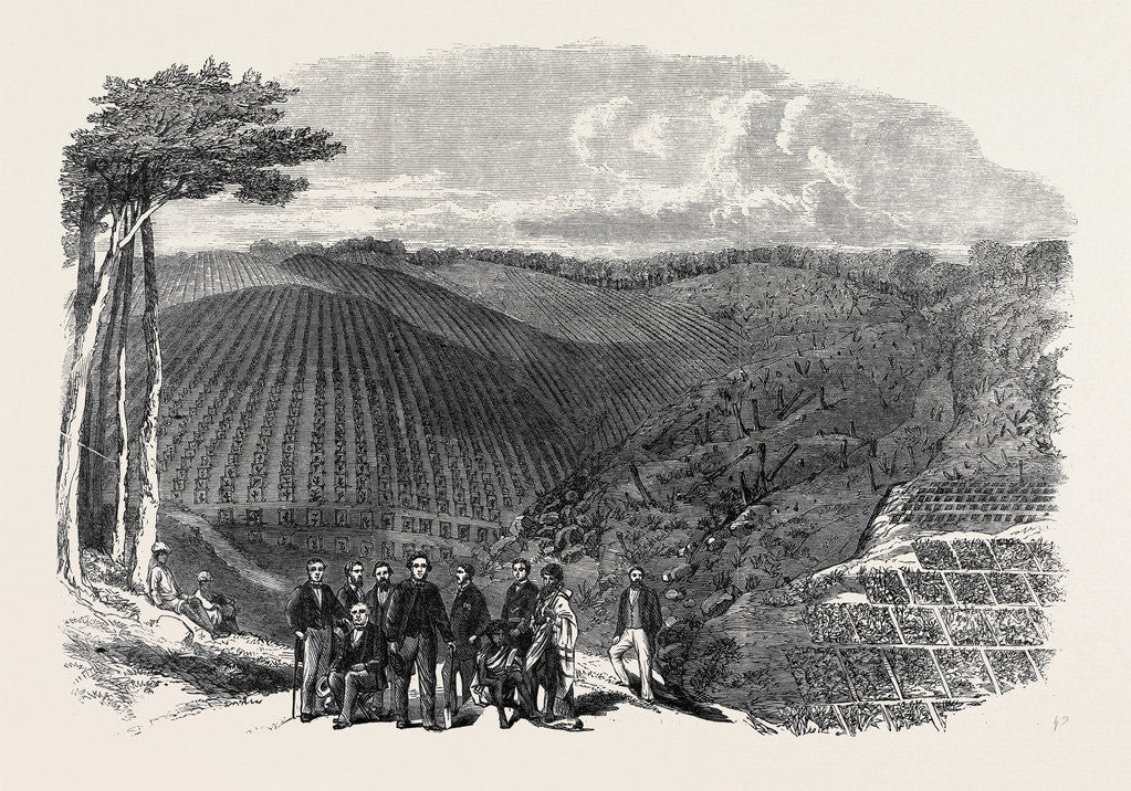 Detail of Peruvian Bark Tree Plantations in the Neilgherry Hills India: Sir William Denison Governor of Madras Planting the First Tree in a New Plantation 1862 by Anonymous