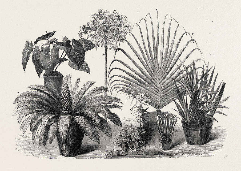Detail of Group of Rare Plants at the Late International Horticultural Exhibition South Kensington London UK 1866 by Anonymous