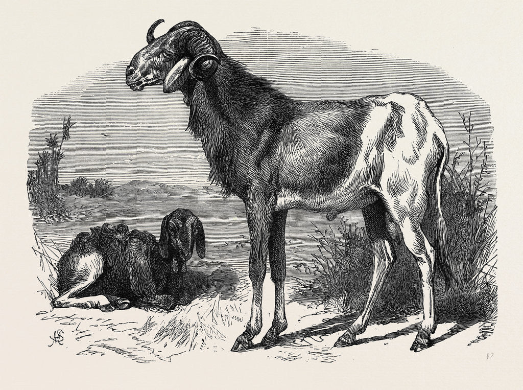 Detail of Long-Eared African Sheep in the Zoological Society's Gardens Regent's Park 1866 by Anonymous