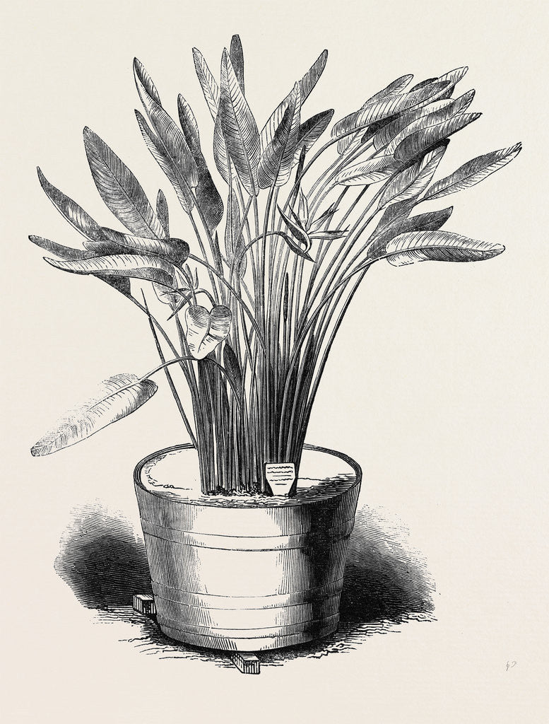 Detail of Strelitzia Reginae, in Flower, at Kew Gardens by Anonymous
