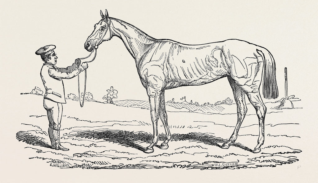 Detail of The Princess, Winner of the Oaks. by Anonymous