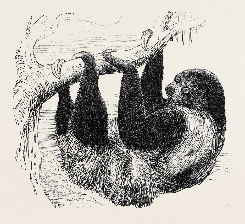Detail of Sloth at the Zoological Gardens, Regent's Park by Anonymous