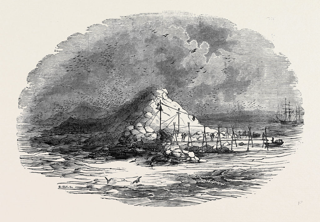 Detail of The Island of Ichaboe by Anonymous