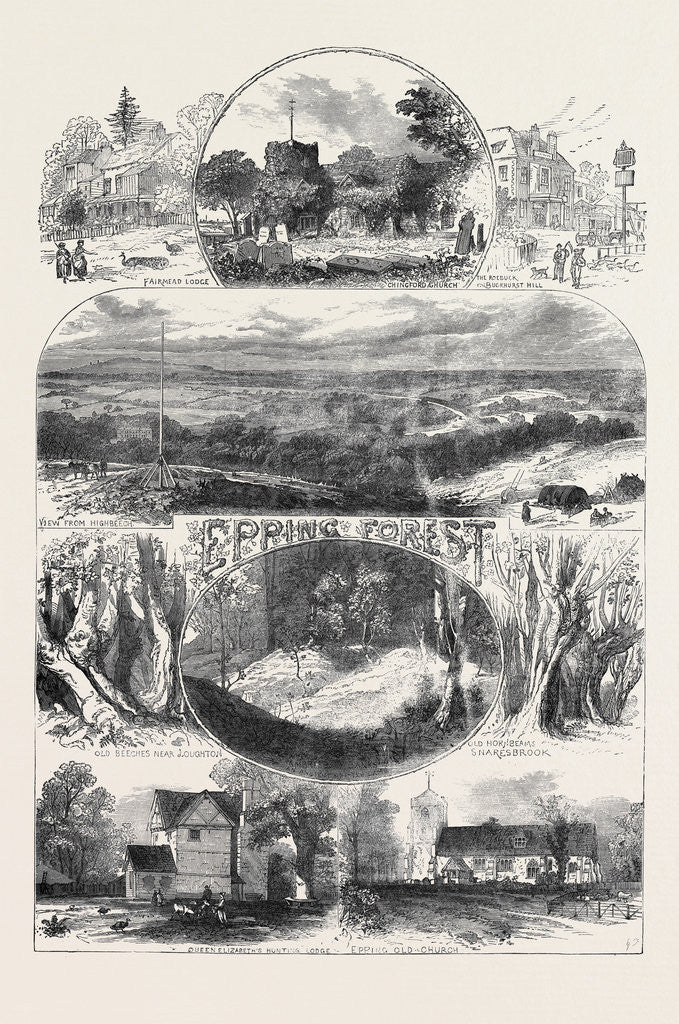 Detail of Sketches in Epping Forest 1871 by Anonymous