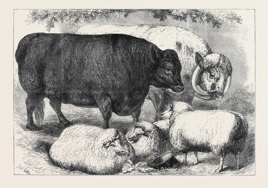 Detail of Prize Cattle and Sheep at the Smithfield Club Show 1871 by Anonymous