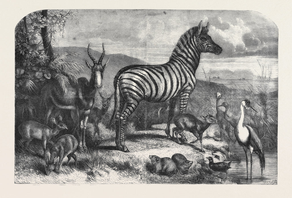 Detail of Group of Animals Lately Received at the Gardens of the Zoological Society Regent's Park by Anonymous