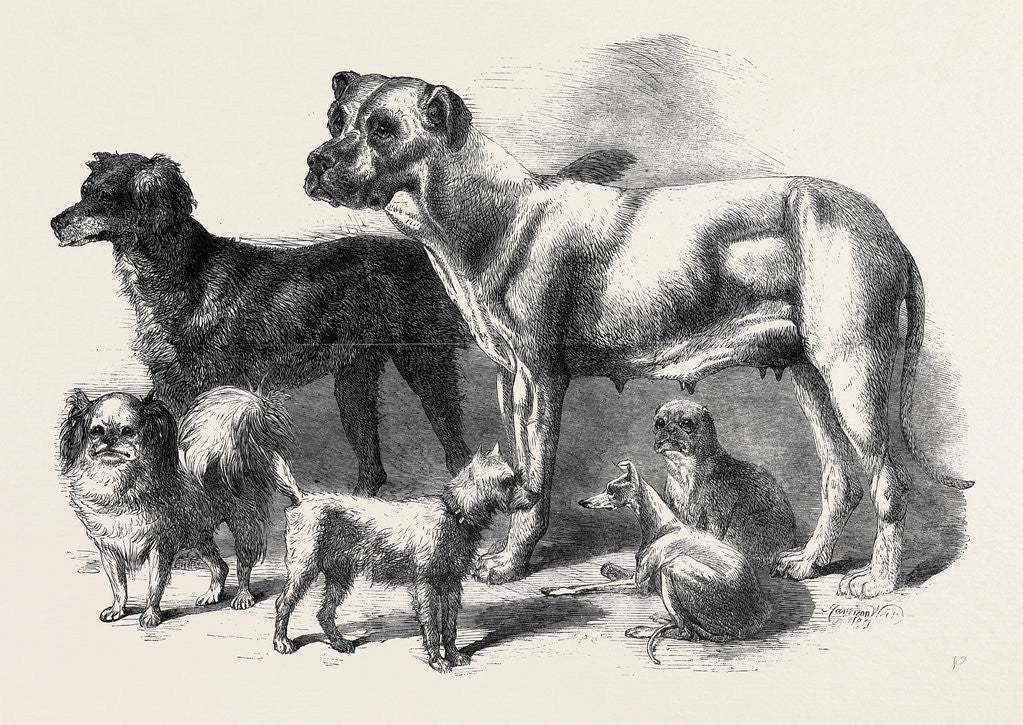 Detail of Prize Dogs at the Leeds Show August 3 1861 by Anonymous