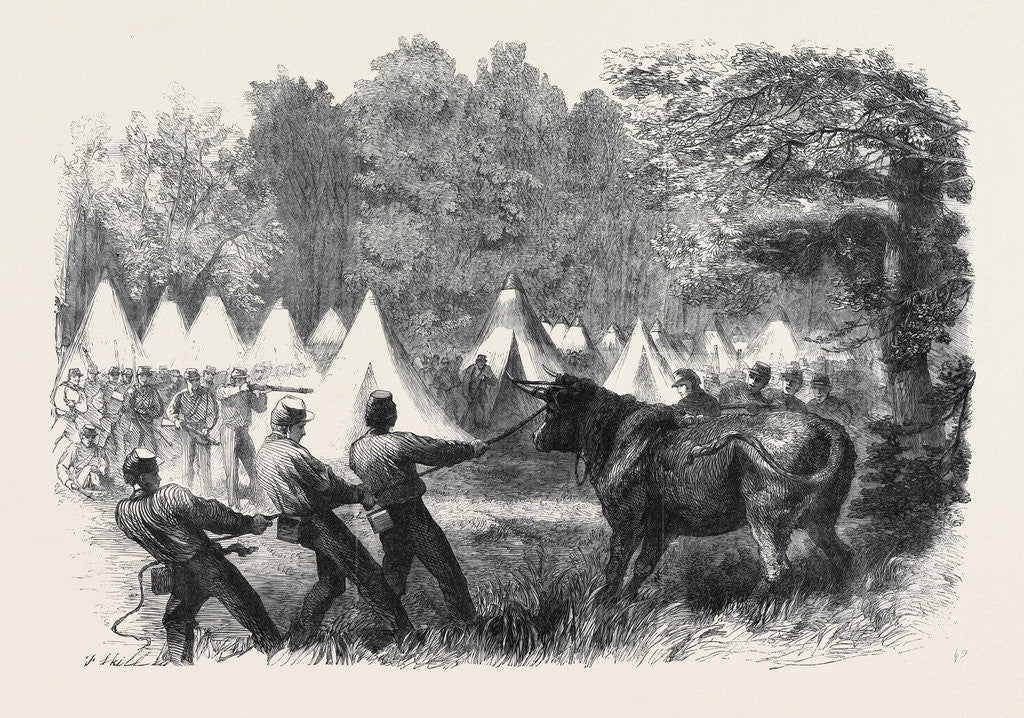 Detail of The War in America: Quartermaster's Department Killing Bullocks in the Federal Camp Virginia by Anonymous