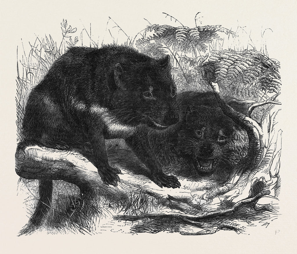 Detail of The Ursine Dasyure or Tasmanian Devil (Dasyurus Ursinus) by Anonymous