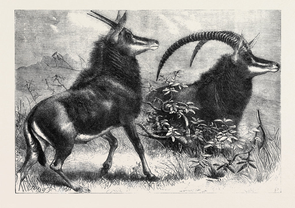 Detail of Sable Antelope from Southern Africa Recently Added to the Zoological Society's Gardens Regent's Park by Anonymous