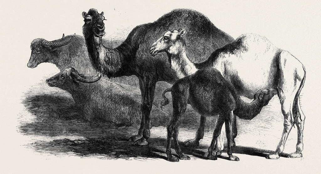 Detail of Buffaloes and Camels from the Royal Domain of San Bossore Animals at the Florence Exhibition by Anonymous