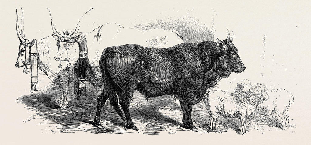 Detail of Pair of Oxen from the Royal Domain of the Val Di Chiana by Anonymous