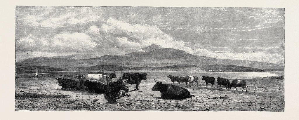 Detail of Cattle on the Sands Near Port Madoc North Wales, in Mr. Flatou's Collection by Anonymous
