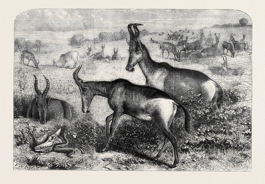 Detail of Hartebeeste Antelopes by Anonymous