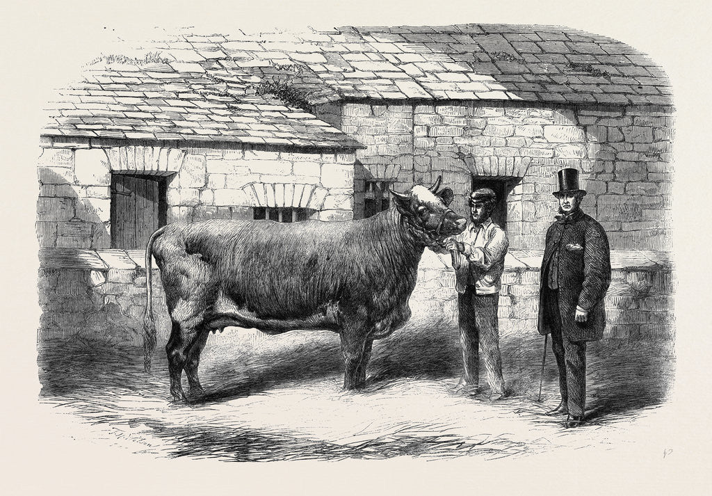 Detail of Captain Gunter's Duchess 77th First Prize Cow at the Royal Agricultural Society's Show at Leeds by Anonymous