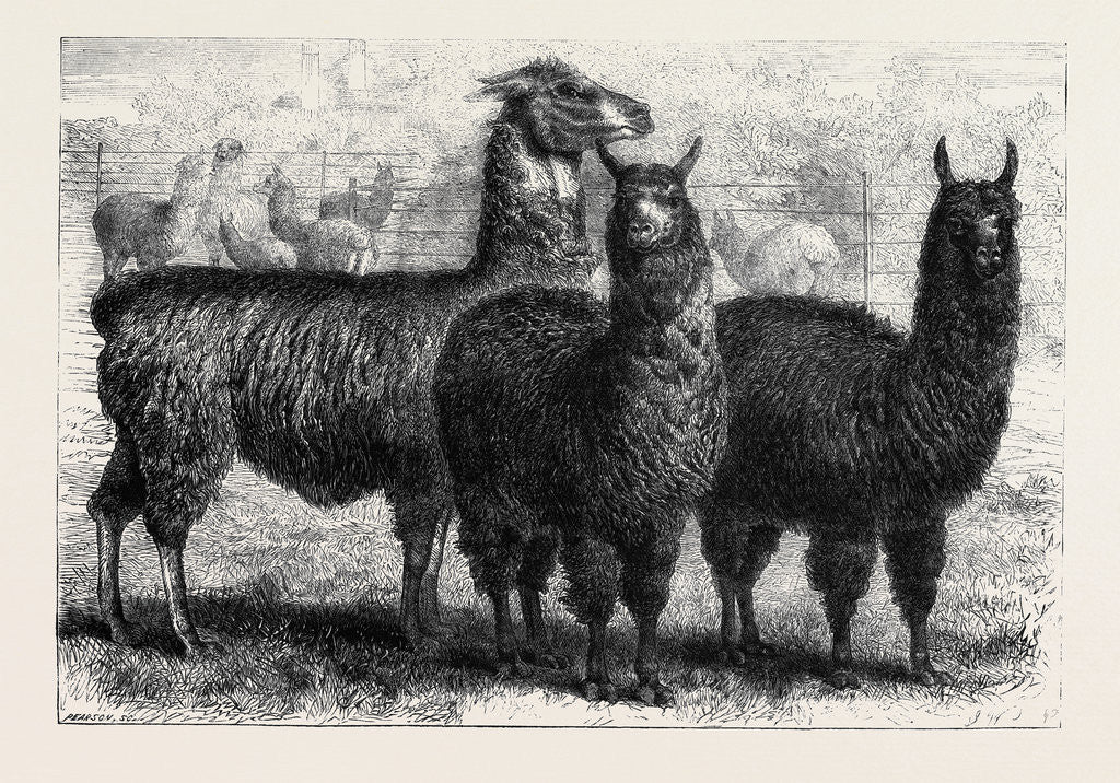 Detail of Mr. Ledger's Alpacas and Llamas at Sophienburg the Seat of Mr. Atkinson New South Wales by Anonymous