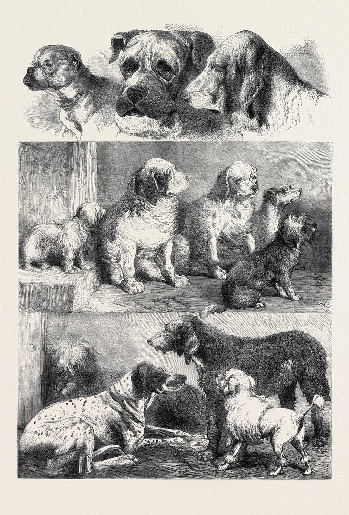 Detail of Prize Dogs from the Exhibition of Sporting and Other Dogs Held Last Week at Birmingham December 14 1861 by Anonymous