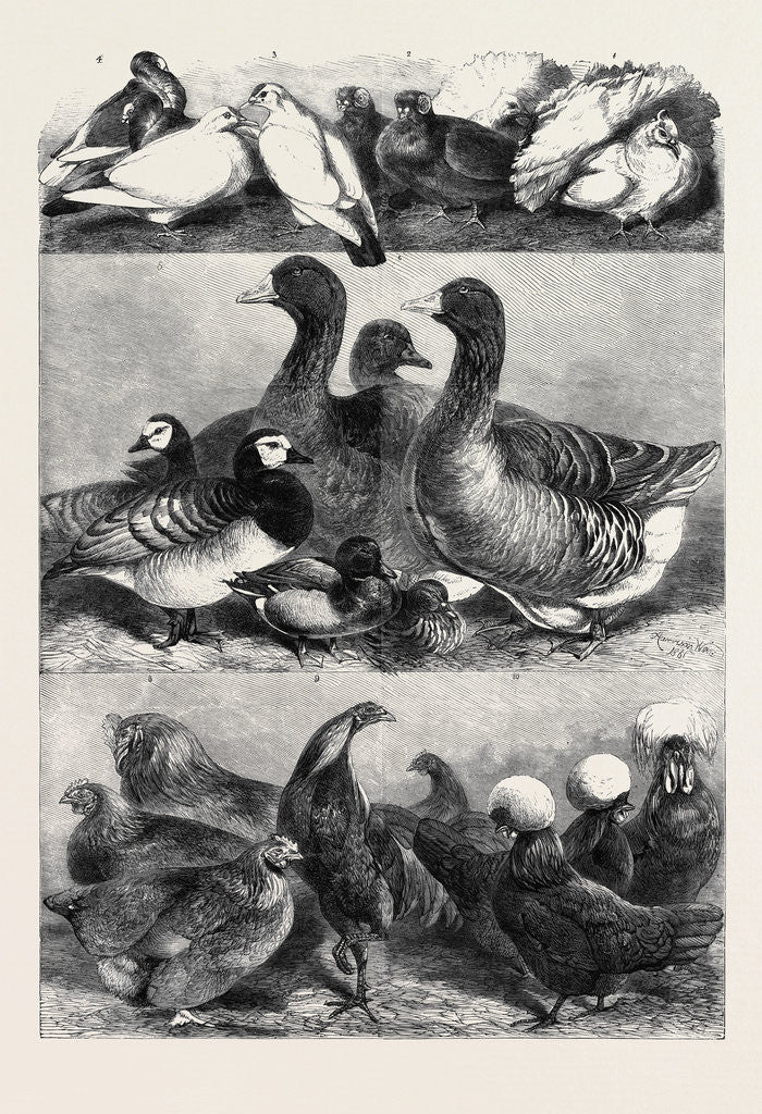 Detail of Prize Poultry and Pigeons at the Birmingham Exhibition by Anonymous