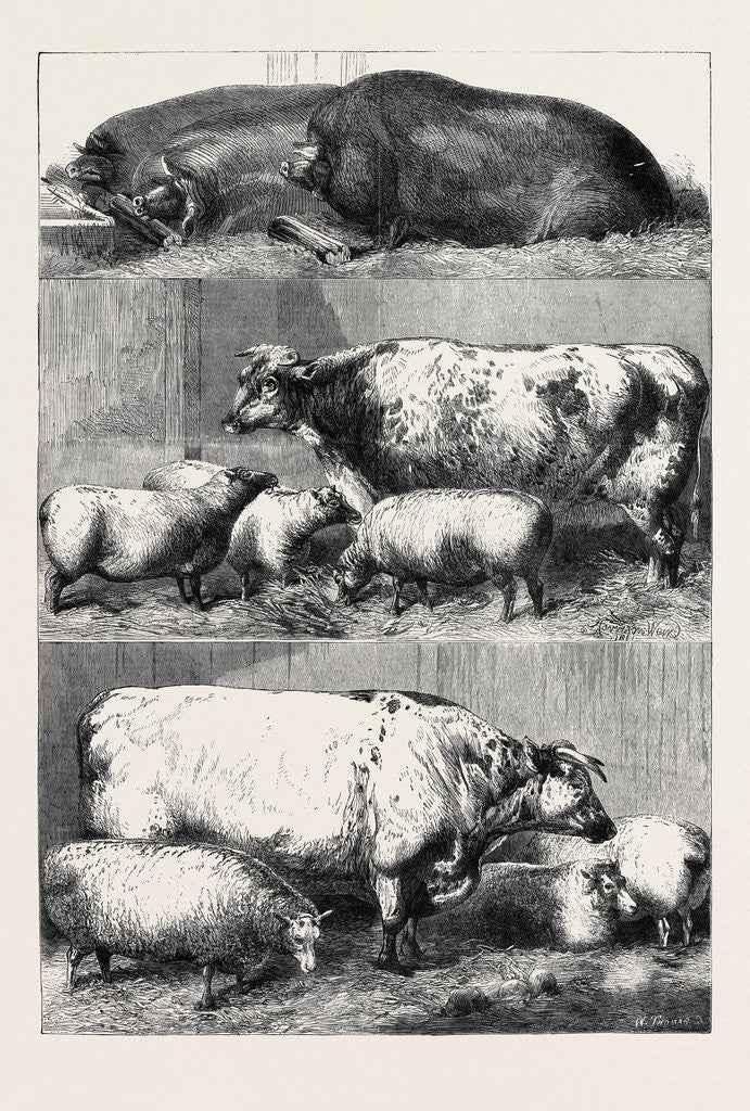 Detail of Prize Cattle at the Smithfield Club Cattle Show by Anonymous