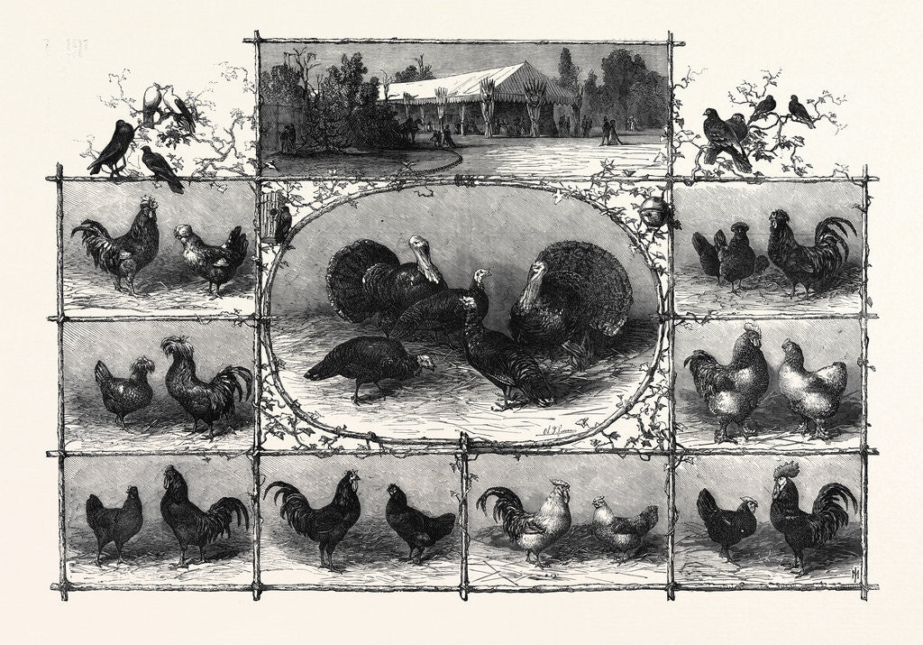 Detail of Exhibition of Poultry at the Jardin D'Acclimatation Paris 1868 by Anonymous