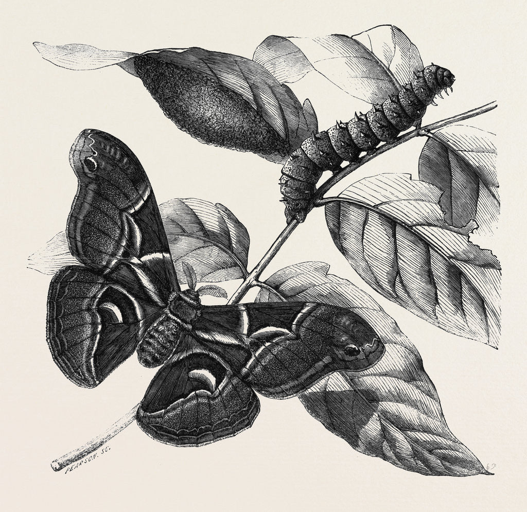 Detail of New Silkworm Moth (Saturnia Cynthia) Caterpillar and Cocoon by Anonymous