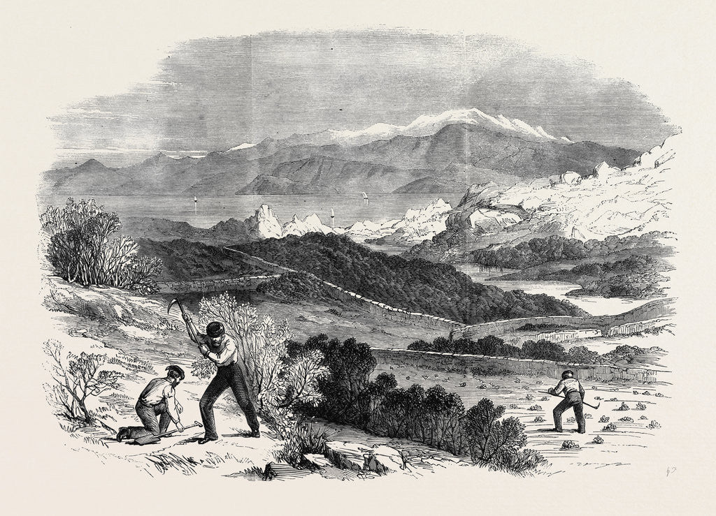 Detail of Garibaldi Digging Roots in His Favourite Garden Caprera by Anonymous