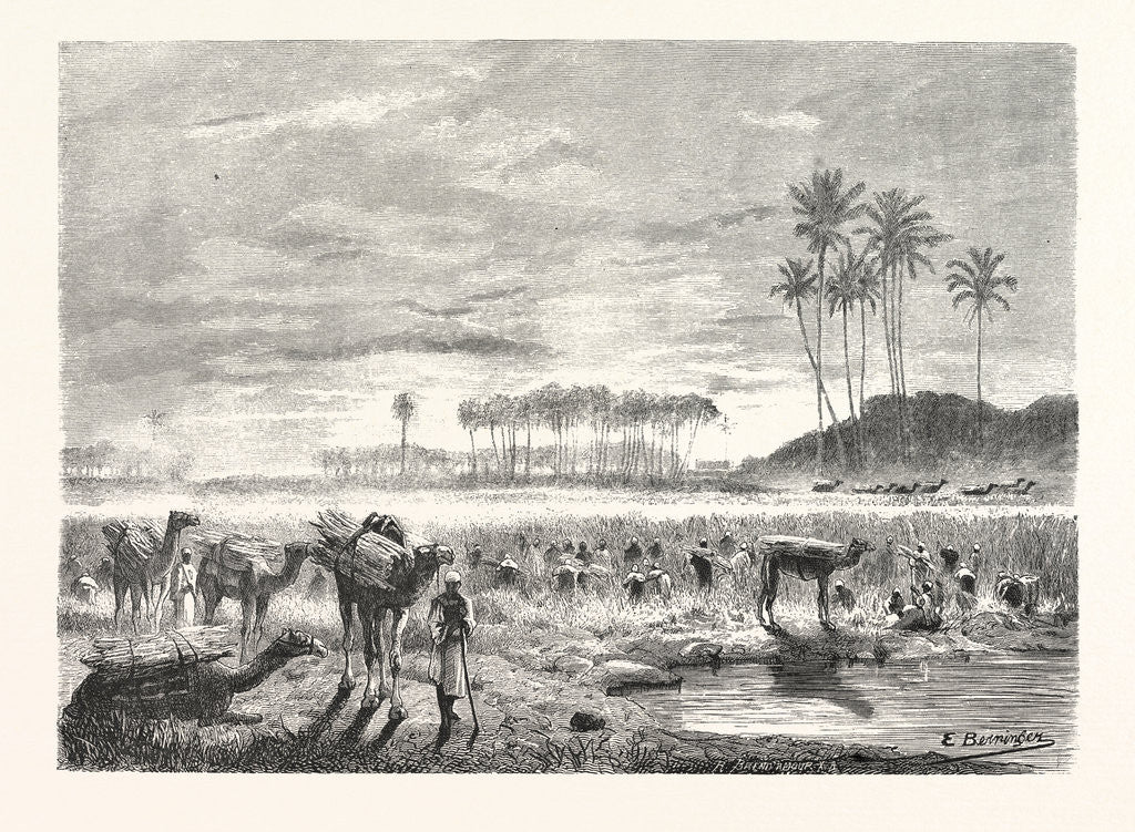 Detail of Sugar-cane Harvest by Anonymous