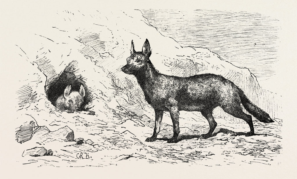 Detail of Egyptian Wolf by Anonymous