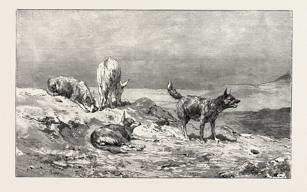 Detail of Village Dogs by Anonymous