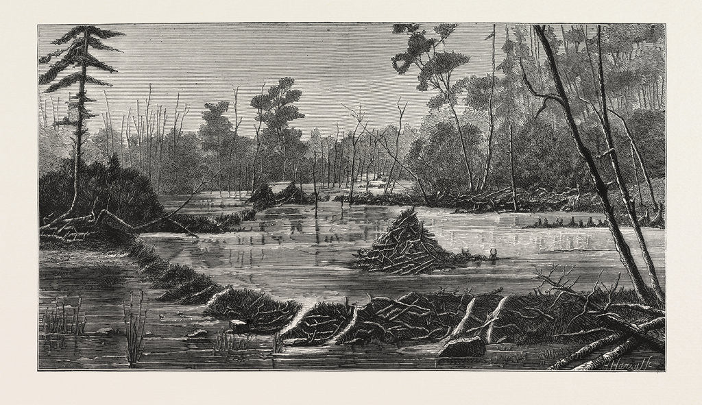 Detail of The Introduction of Beavers Into England, a Beaver Lodge and Dam by Anonymous