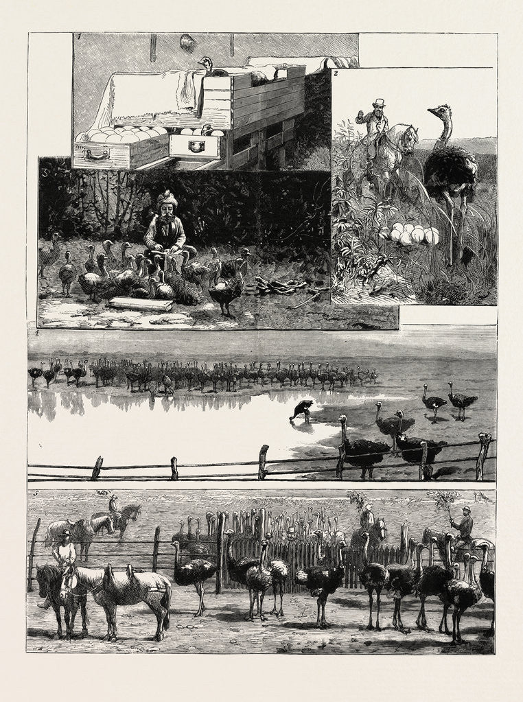 Detail of Ostrich Farming at Heatherton, Near Grahamstown, South Africa by Anonymous