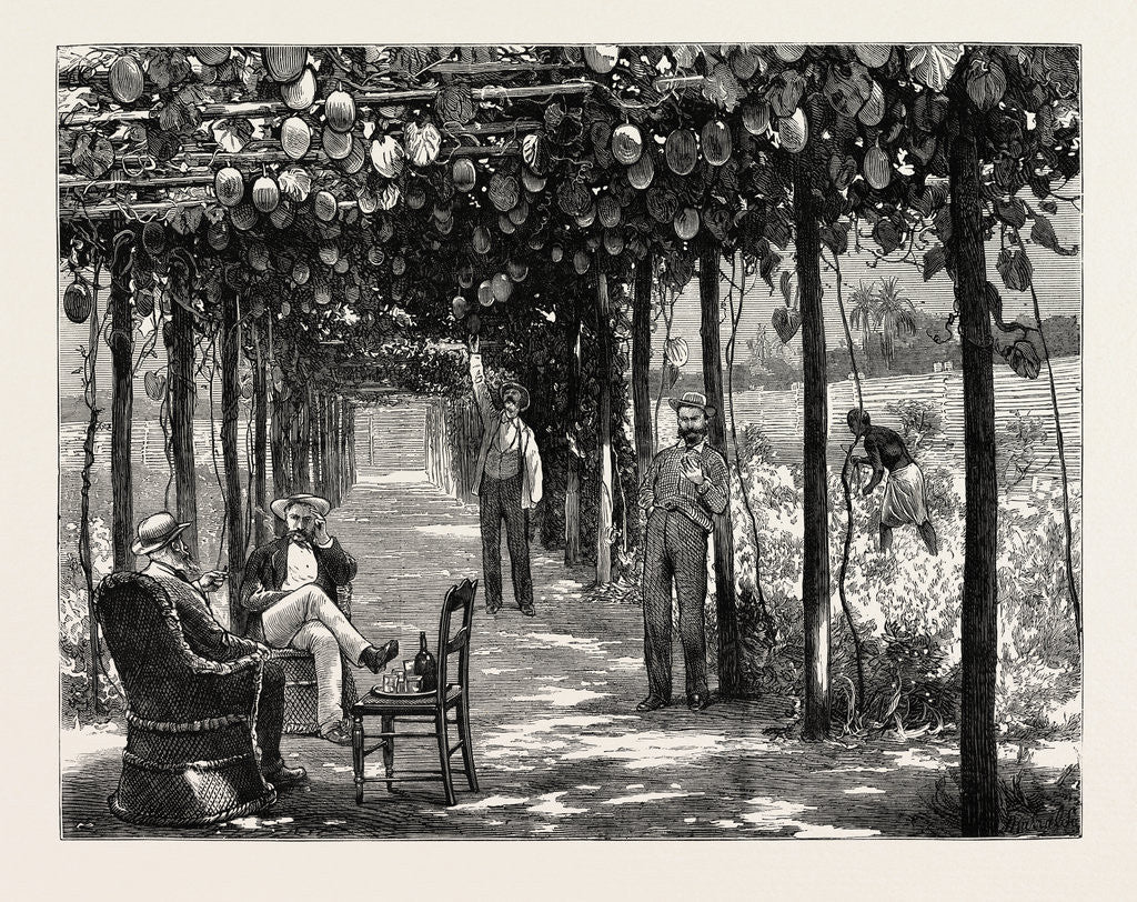 Detail of Vinery of Maracitja, at Emboma, Congo River, Coast of Africa by Anonymous